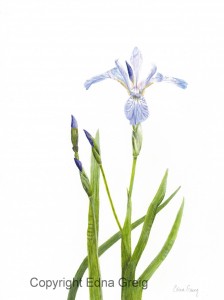 Larger Blue Flag Iris (Iris versicolor)Colored pencil on  paper 8.5 x 11 inches