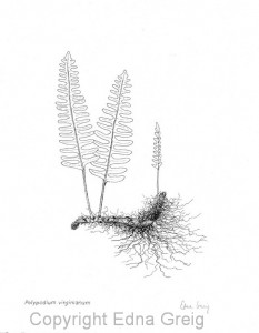Common Polypody(Polypodium virginianum)Pen and ink on paper 11 x 14 inches