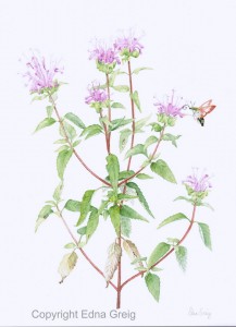 Wild Bergamot(Monarda fistulosa)Watercolor on paper  11 x 14 inches